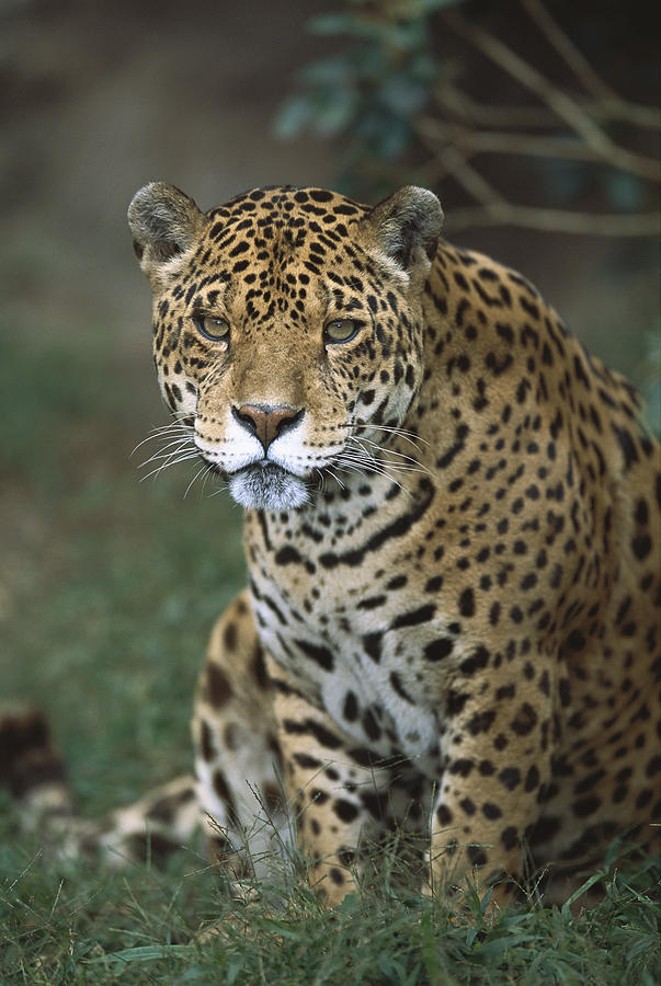 Jaguar Panthera Onca Portrait, Ecuador Photograph by Tui De Roy