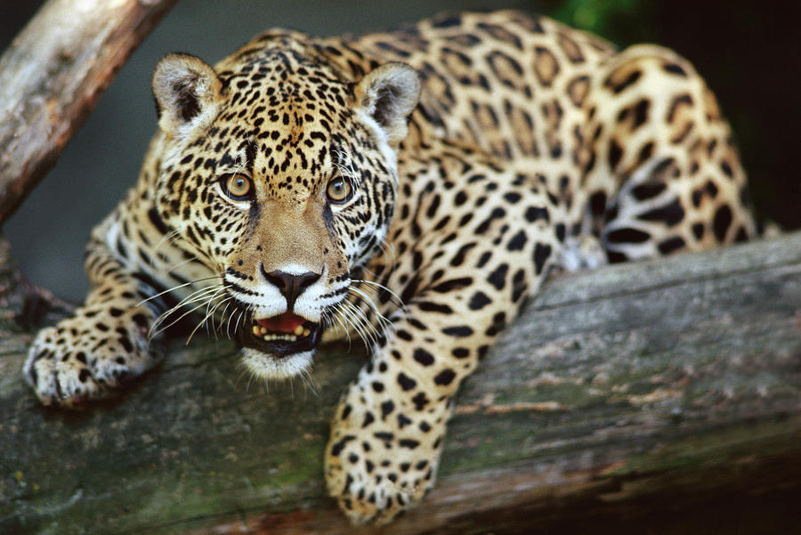 Jaguar Panthera Onca Portrait Of Young Photograph by Gerry Ellis