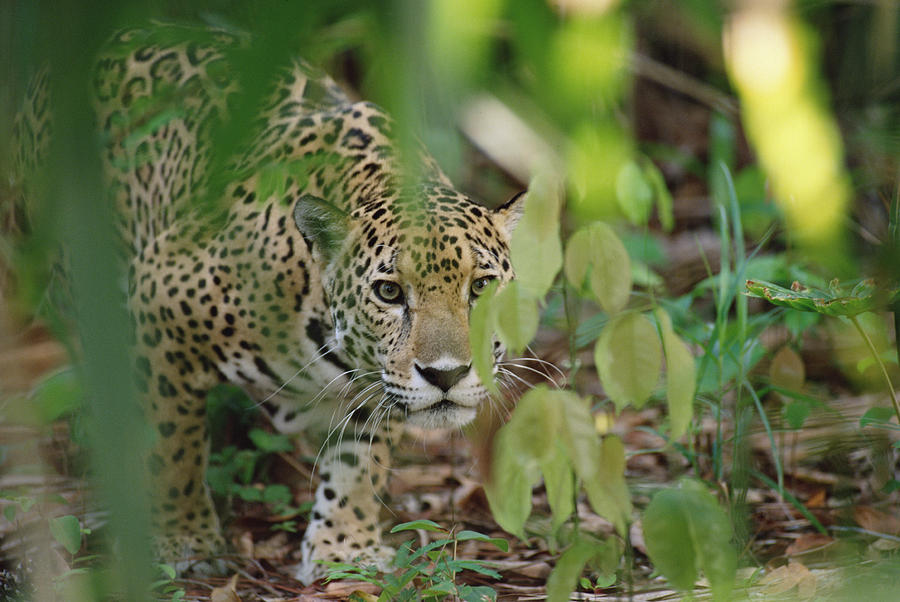 Jaguar Panthera Onca Slinking Photograph by Gerry Ellis