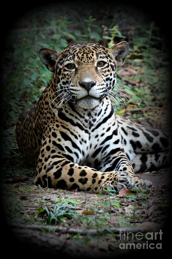 Jaguar Portrait Photograph by Kathy  White