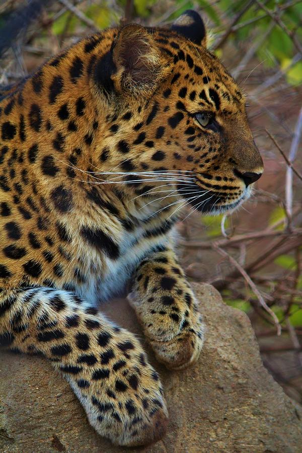 Jaguar Profile Photograph by Alexander Spahn