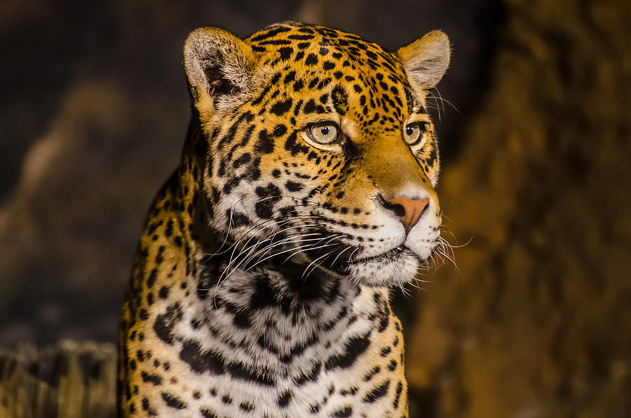 Ape Photograph - Jaguar Profile by Todd Heckert