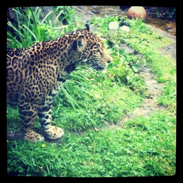 Jaguar! Photograph by Rachel Colette