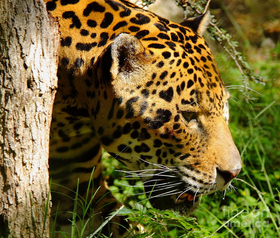 Jaguar Photograph by Robert Frederick