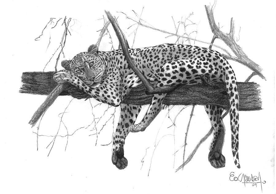 Cat Drawing - JAGUARETE- Panthera onca by Eduardo Crowder