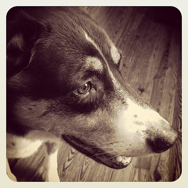 Dog Photograph - Jake Via #hueless by Rob Murray