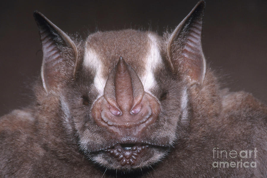 Jamaican Fruit Bat Photograph by Dante Fenolio