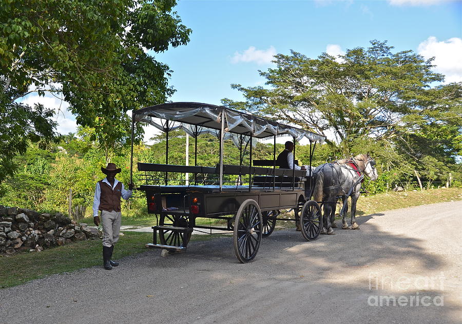 Jamaican Horses and Carriage Photograph by Carol  Bradley
