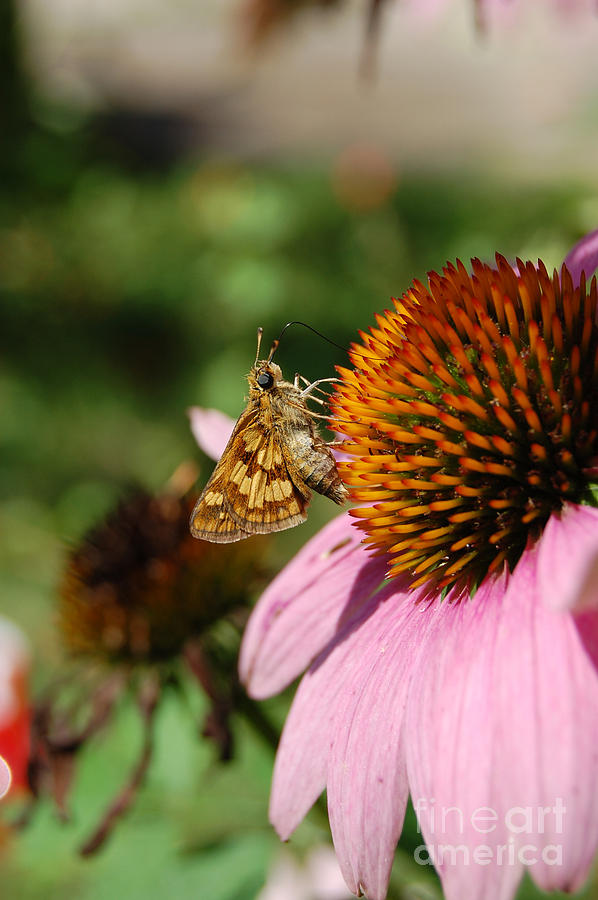 jammer Echinacea and Moth Photograph by First Star Art