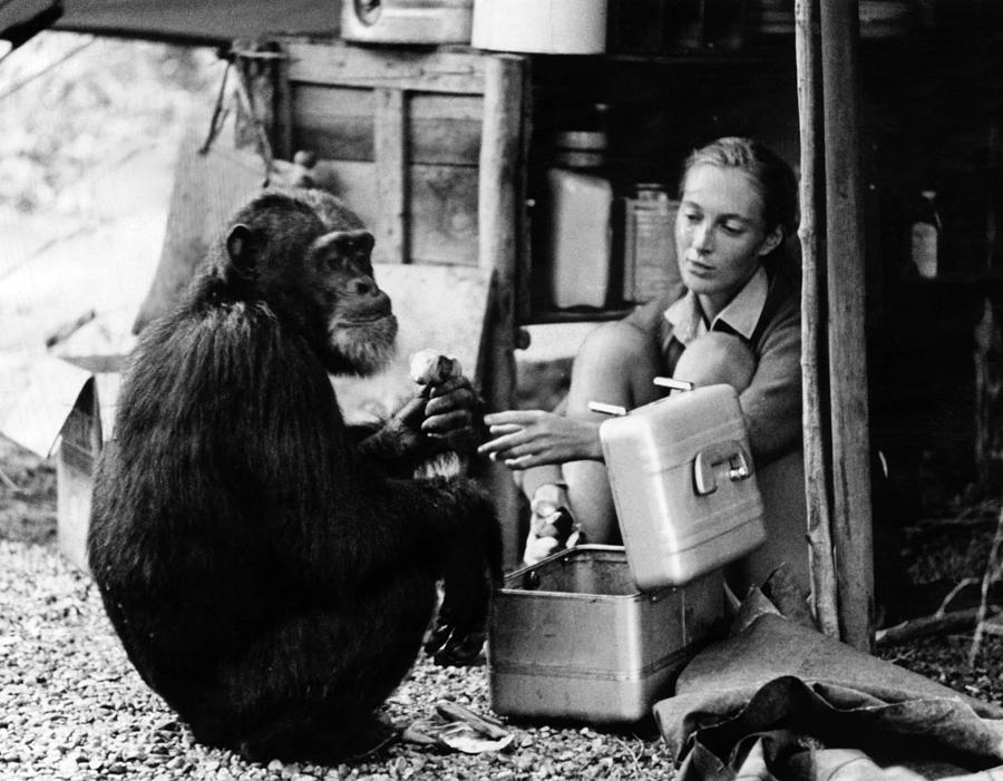 Jane Goodall, Ca 1965. Courtesy Csu Photograph by Everett