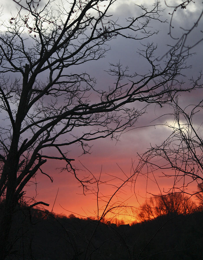 Tree Photograph - January Sunrise 4 by Teresa Mucha