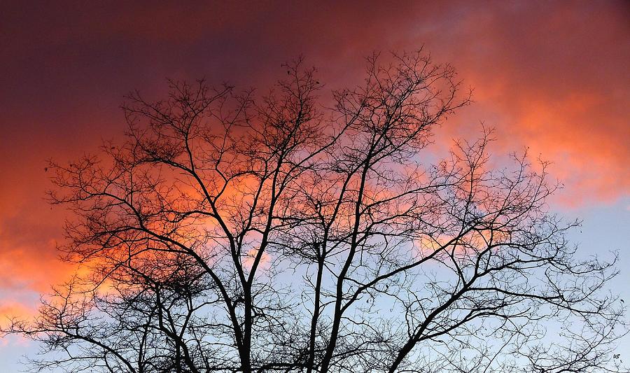 Winter Photograph - January Sunset Silhouette by Will Borden