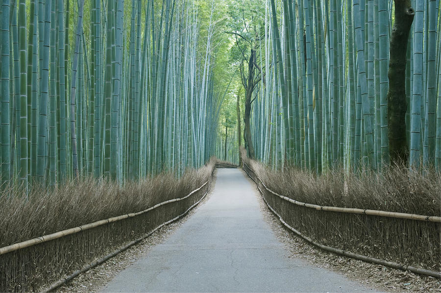 Japan Kyoto Arashiyama Sagano Bamboo Photograph by Rob Tilley | Pixels