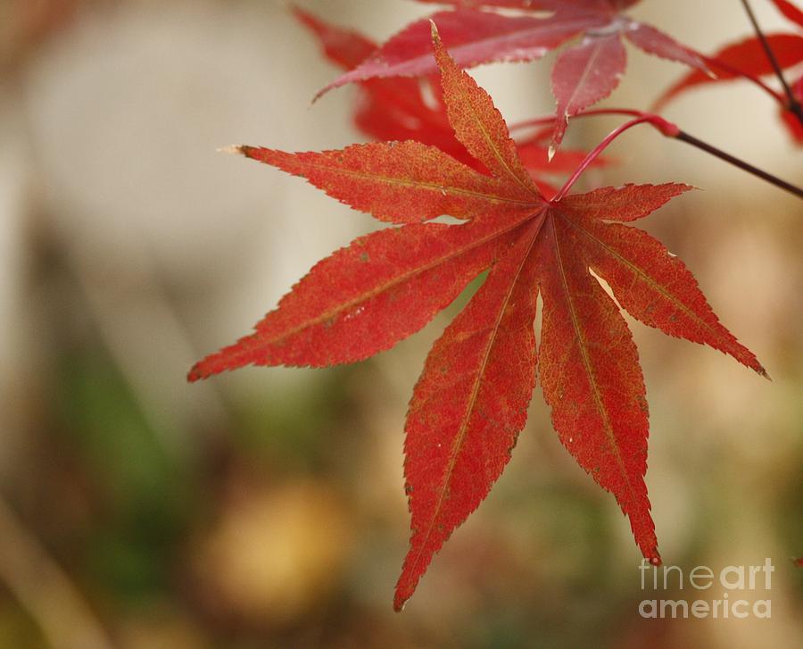 Japanes Maple Leaf Photograph by Yumi Johnson
