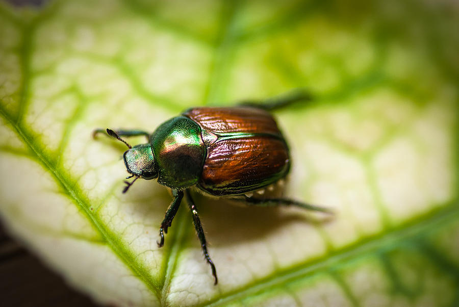 Japanese Beetle II Photograph by Gene Hilton