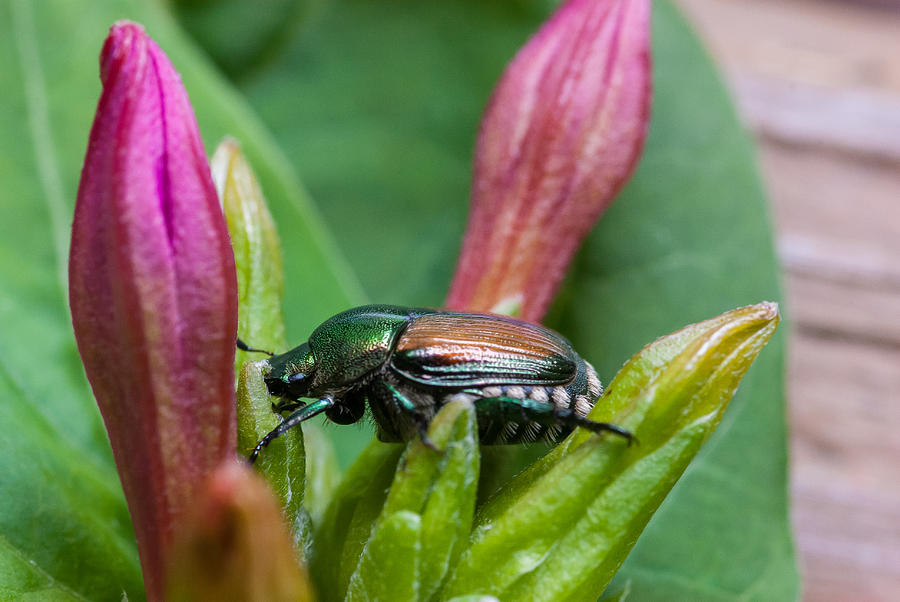 Japanese Beetle IV Photograph by Gene Hilton