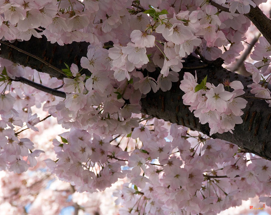 Japanese Cherry Blossom Chiffon DS011 Photograph by Gerry Gantt