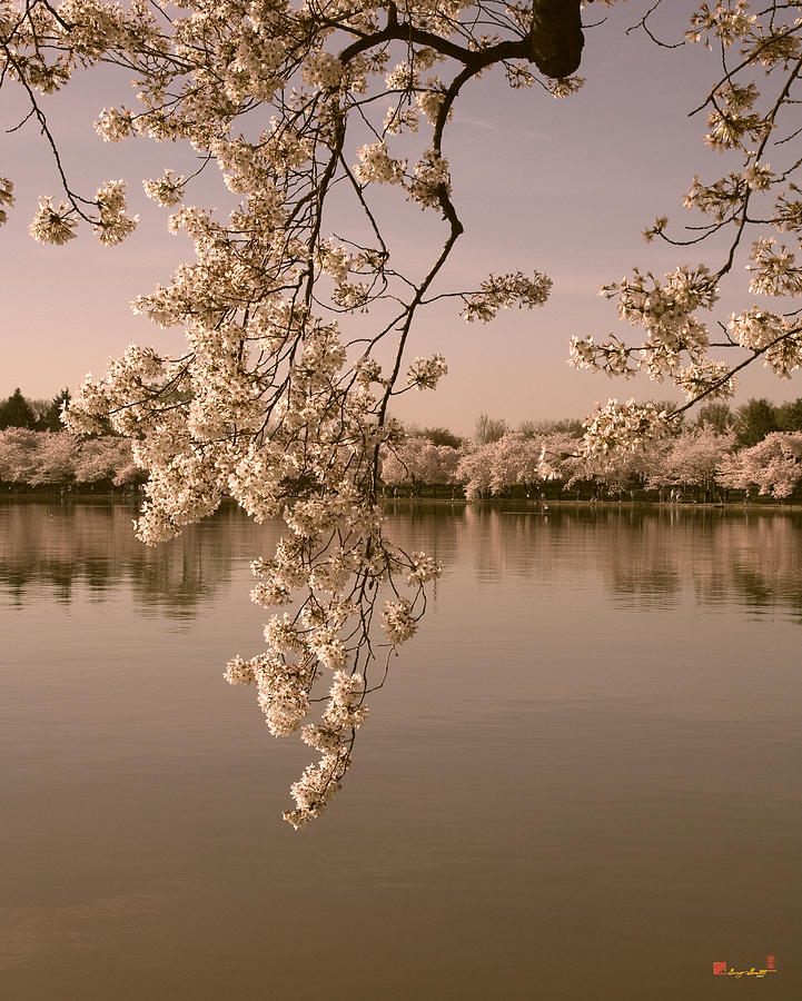 Japanese Cherry Tree Blossoms over the Tidal Basin in Sepia DS019S Photograph by Gerry Gantt