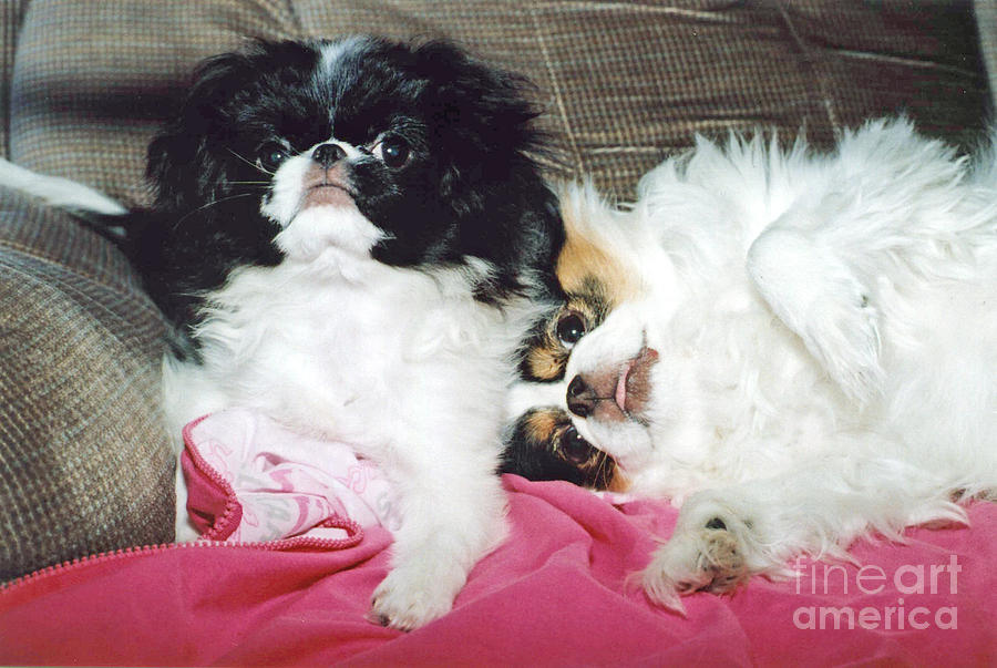 Japanese Chin Dogs Begging for Treats Photograph by Jim Fitzpatrick