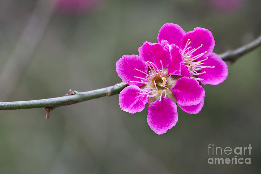 Japanese flowering Apricot. Photograph by Clare Bambers