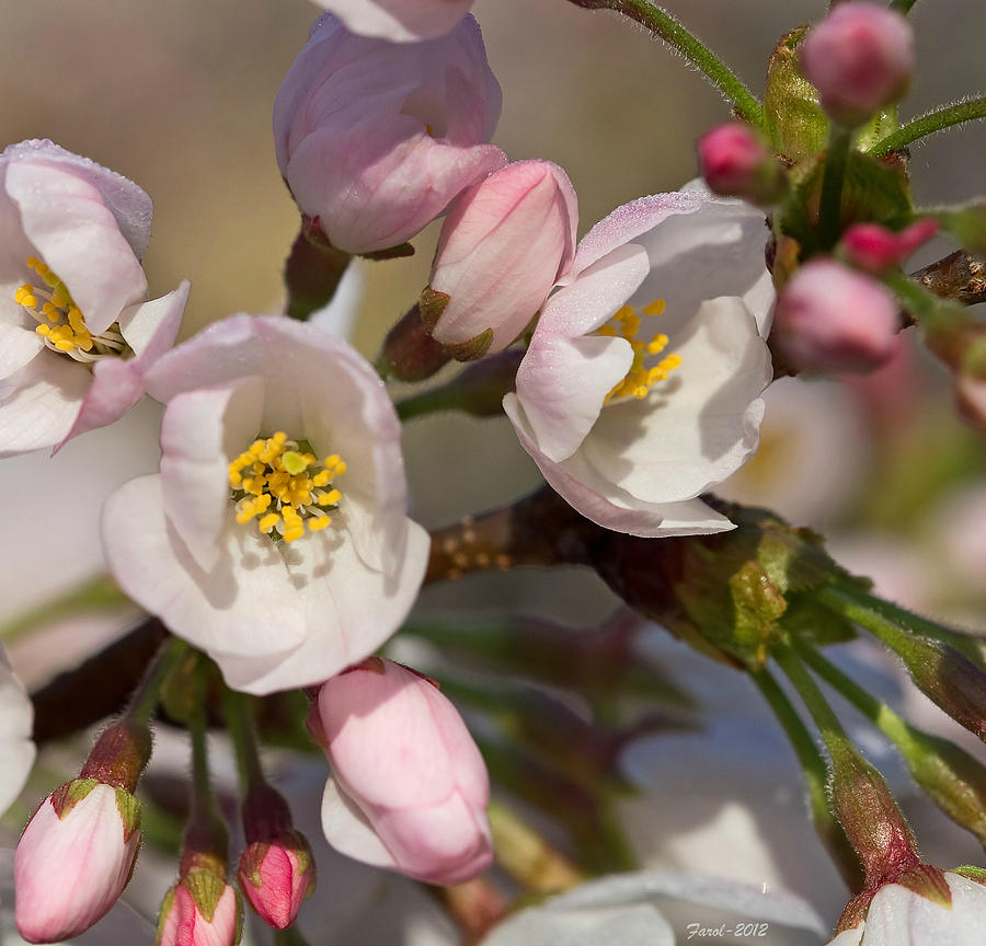 Japanese Flowering Cherry Tree Photograph by Farol Tomson