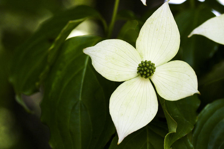 Japanese Flowering Dogwood Photograph by Mark Michel