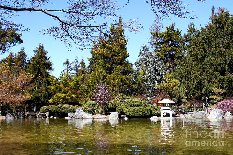 Japanese Friendship Garden . San Jose California . 7D12782 Photograph by Wingsdomain Art and Photography