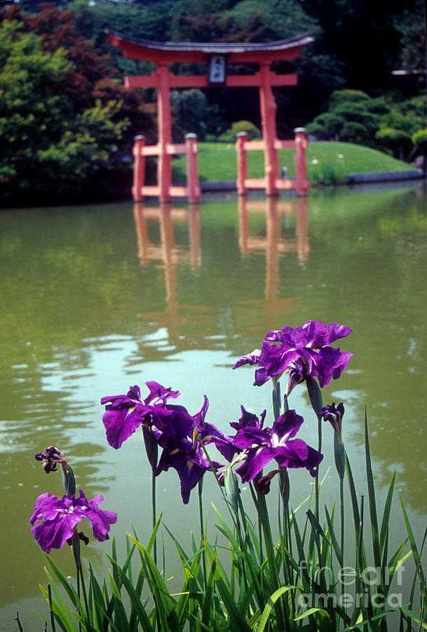 Japanese Garden Brooklyn New York Photograph by Mark Gilman
