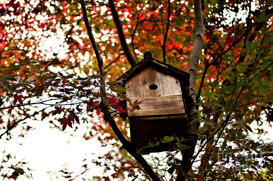 Japanese Garden in Autumn 5 Photograph by Dean Harte