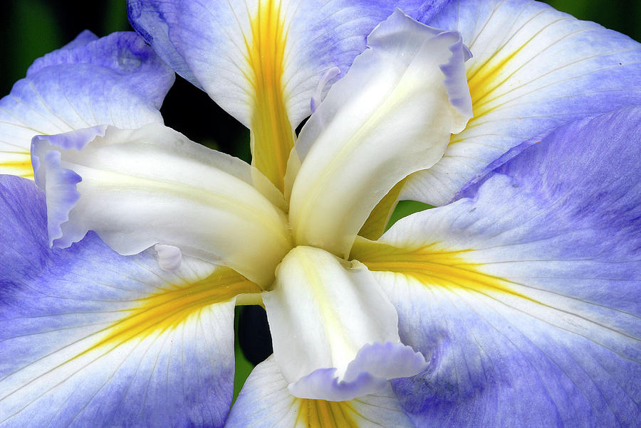 Japanese Iris Photograph by Dave Mills