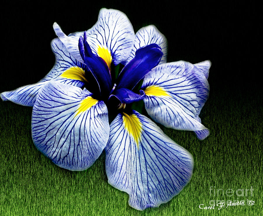 Blue Japanese Iris Ensata - Botanical wall art Photograph by Carol F Austin