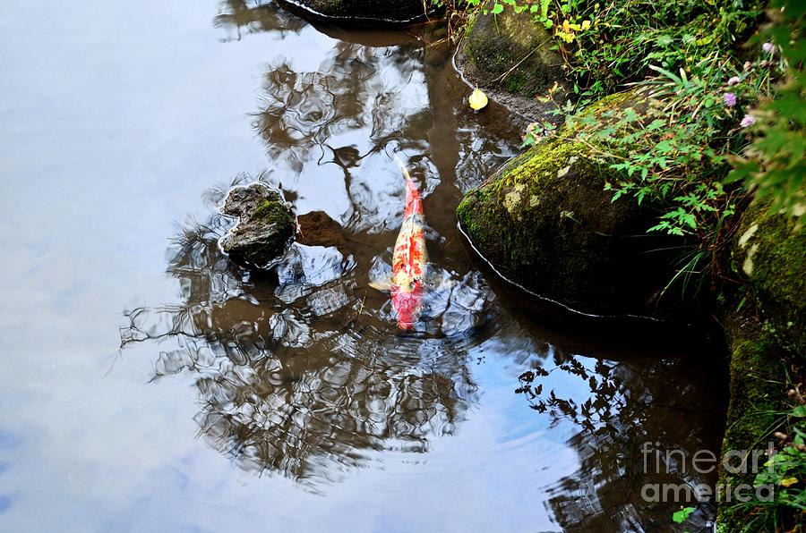 Japanese Koi Pond Photograph by Dean Harte