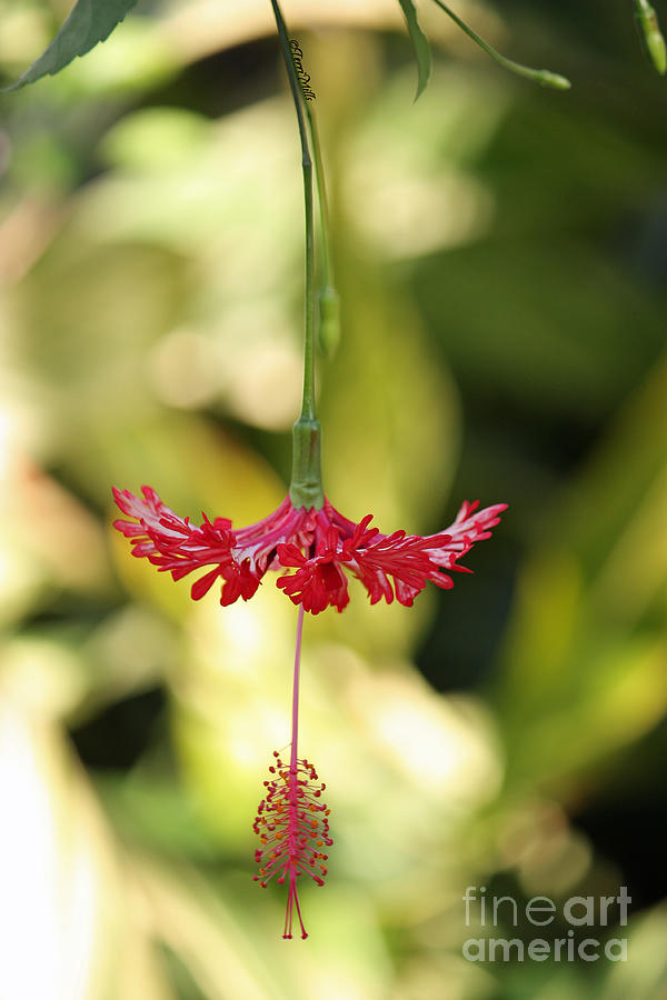 Japanese Lantern Hibiscus Photograph by Terri Mills