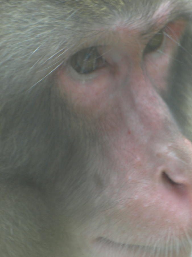 Japanese Macaque 1 Photograph by Jeffrey Peterson