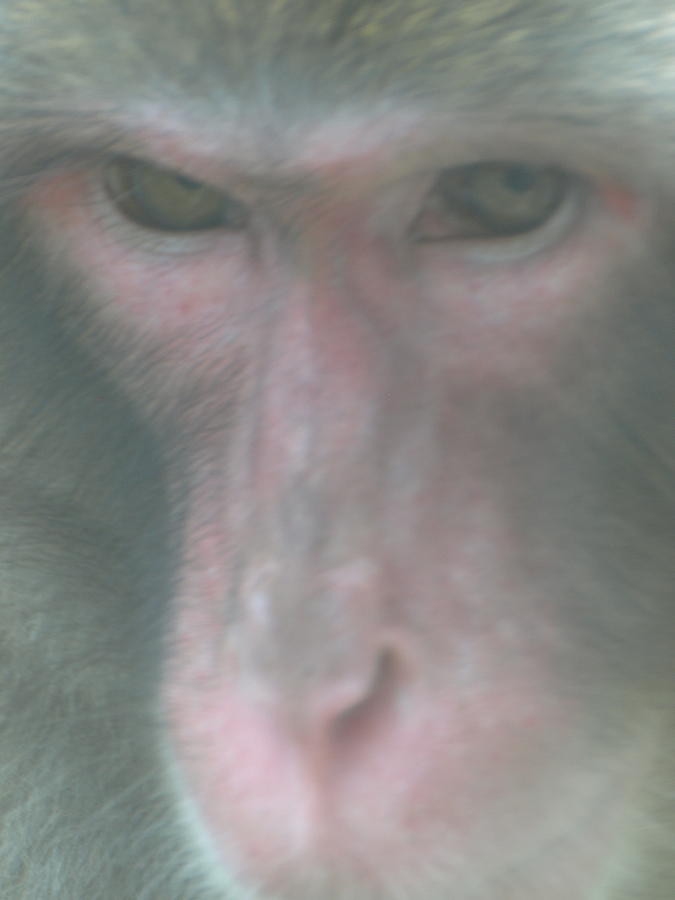 Japanese Macaque 2 Photograph by Jeffrey Peterson