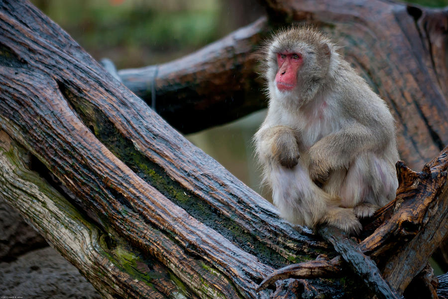 Japanese Macaque Photograph by Keith Allen