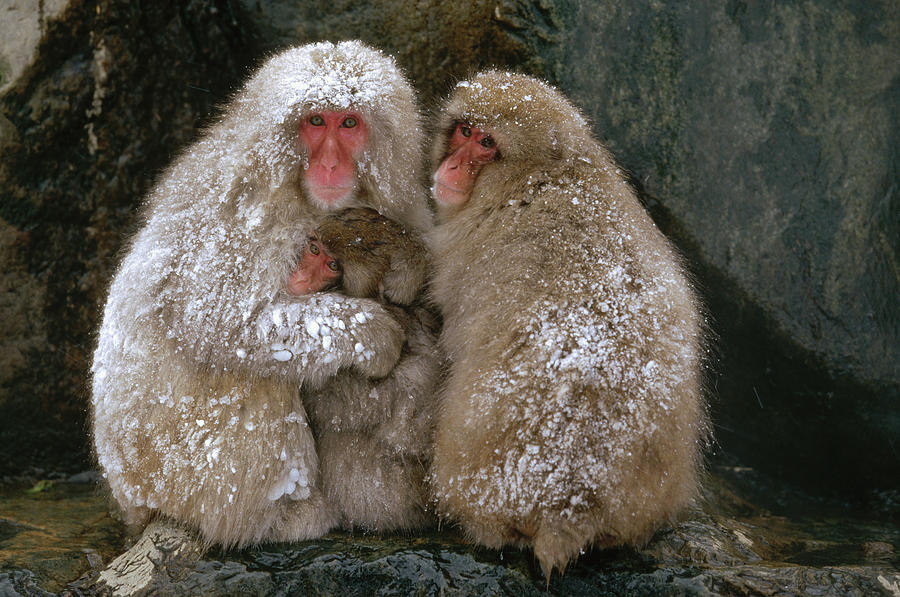 Japanese Macaque Macaca Fuscata Family Photograph by Konrad Wothe