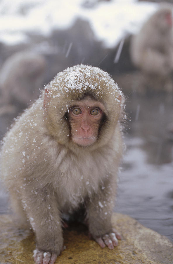 Japanese Macaque Macaca Fuscata In Hot Photograph by Konrad Wothe