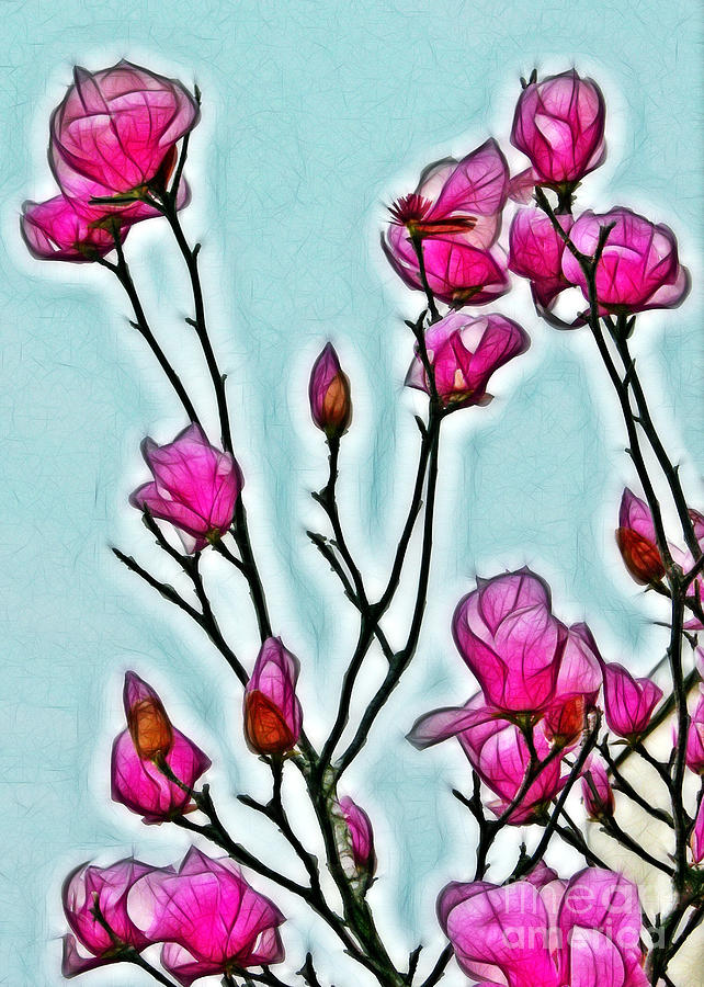 Japanese Magnolias Photograph by Judi Bagwell