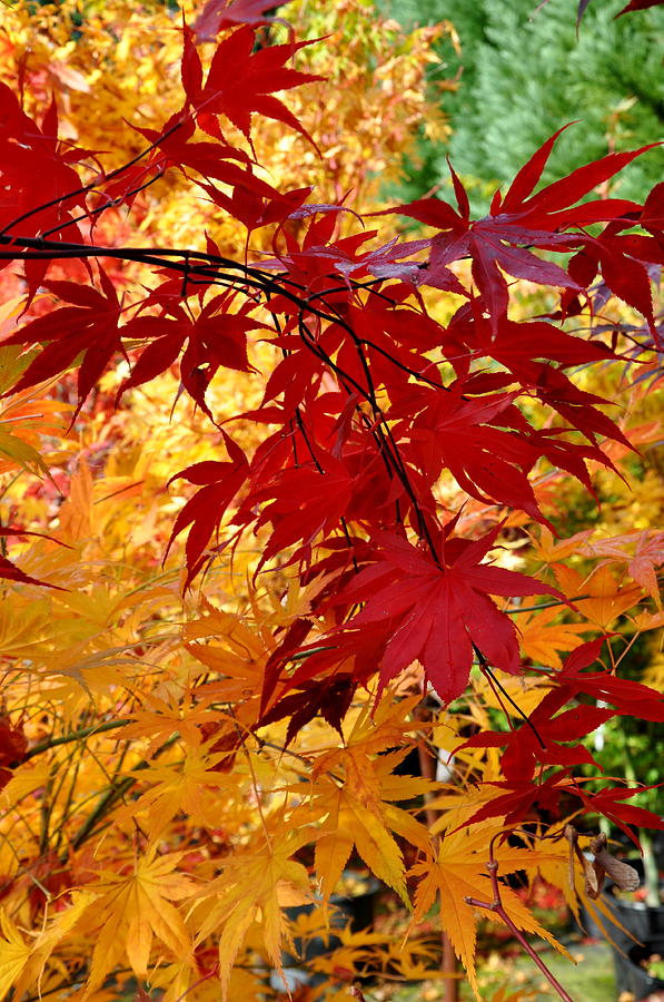 Japanese Maple 13 Photograph by Tatyana Searcy