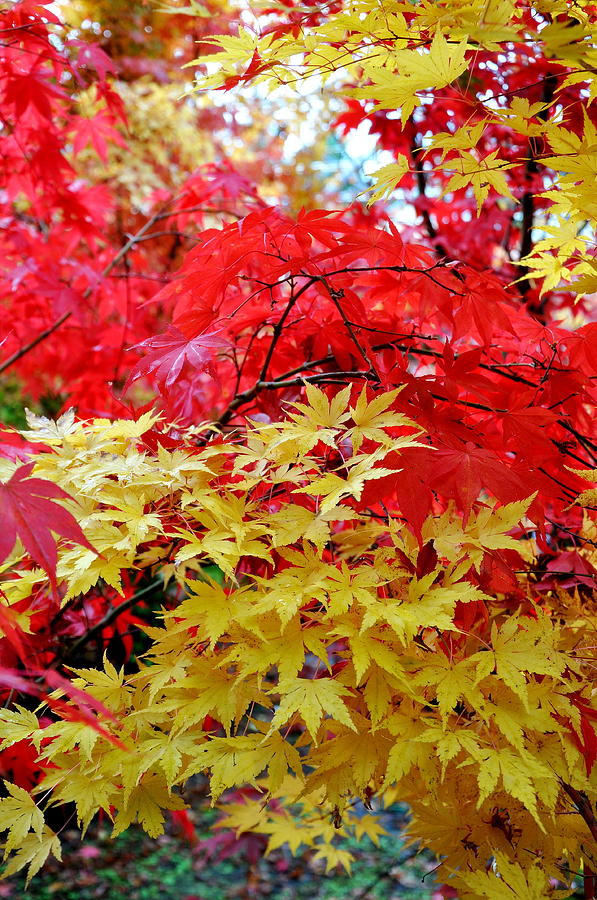 Japanese Maple 19 Photograph by Tatyana Searcy