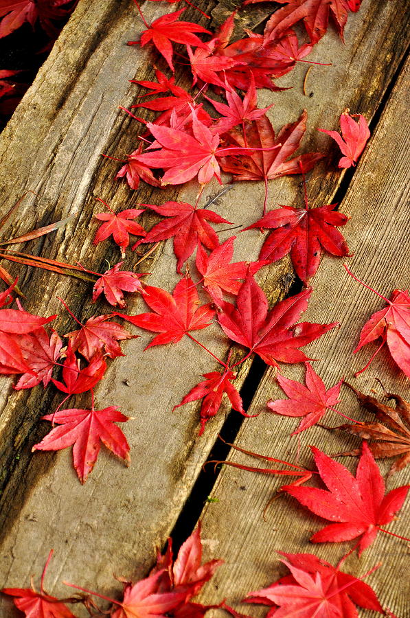 Japanese Maple 20 Photograph by Tatyana Searcy