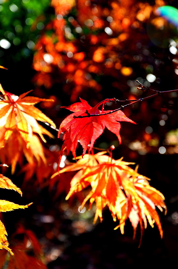 Japanese Maple 4 Photograph by Tatyana Searcy