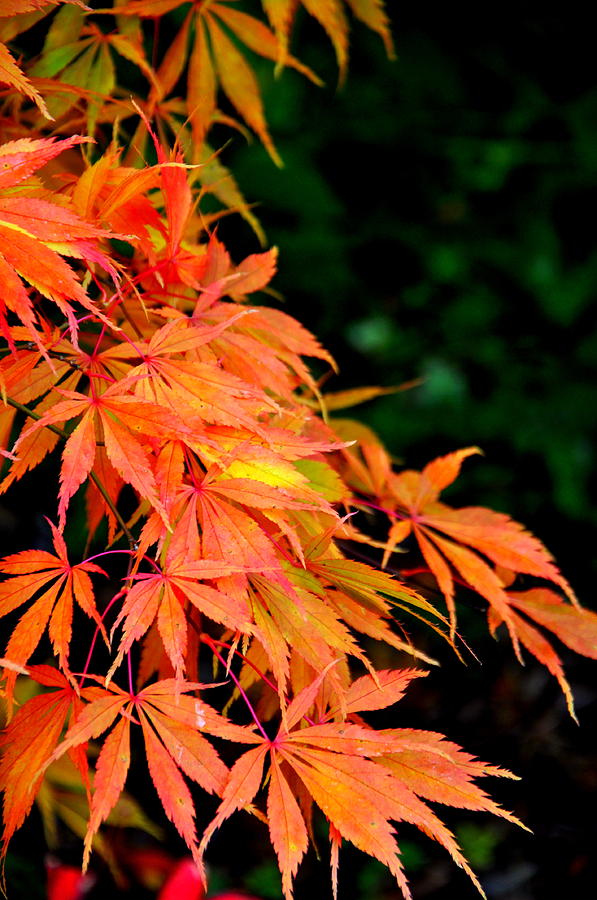 Japanese Maple 8 Photograph by Tatyana Searcy
