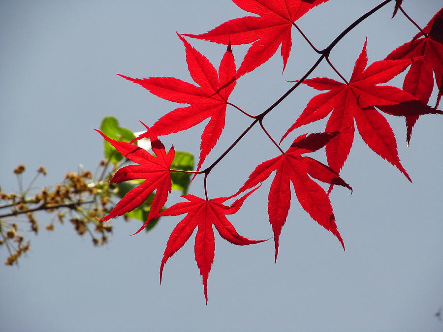 Japanese Maple Photograph by Alfred Ng