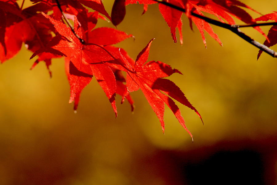 Fall Photograph - Japanese Maple by Charles Shedd