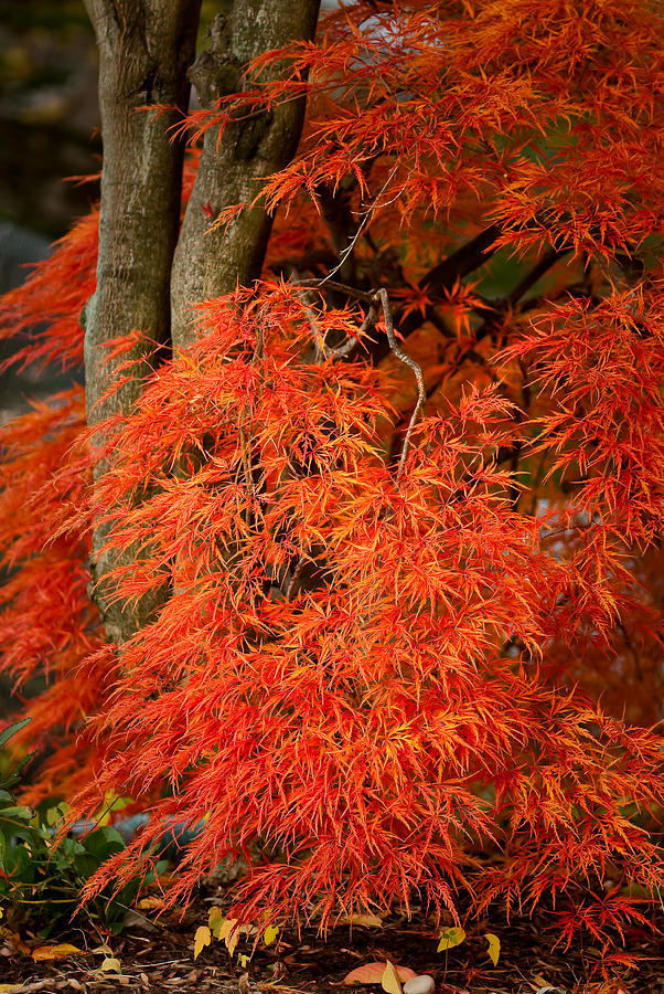 Japanese Maple in Autumn Photograph by Onyonet Photo studios