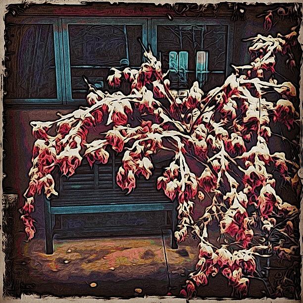 Japanese Maple In Snow Photograph by Paul Cutright
