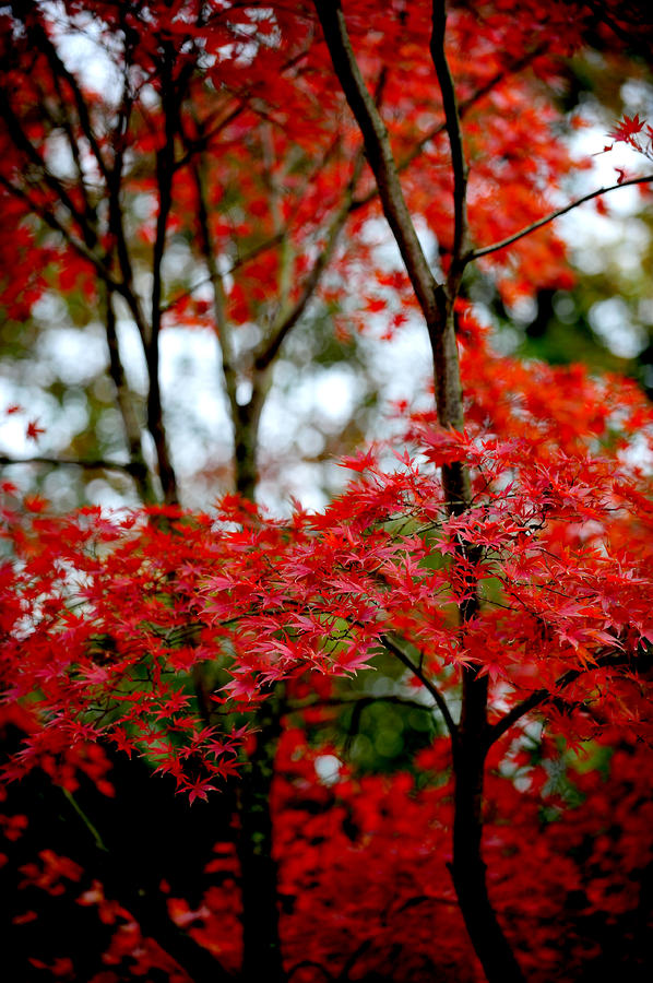 Fall Photograph - Japanese Maple in the fall by Frank DiGiovanni