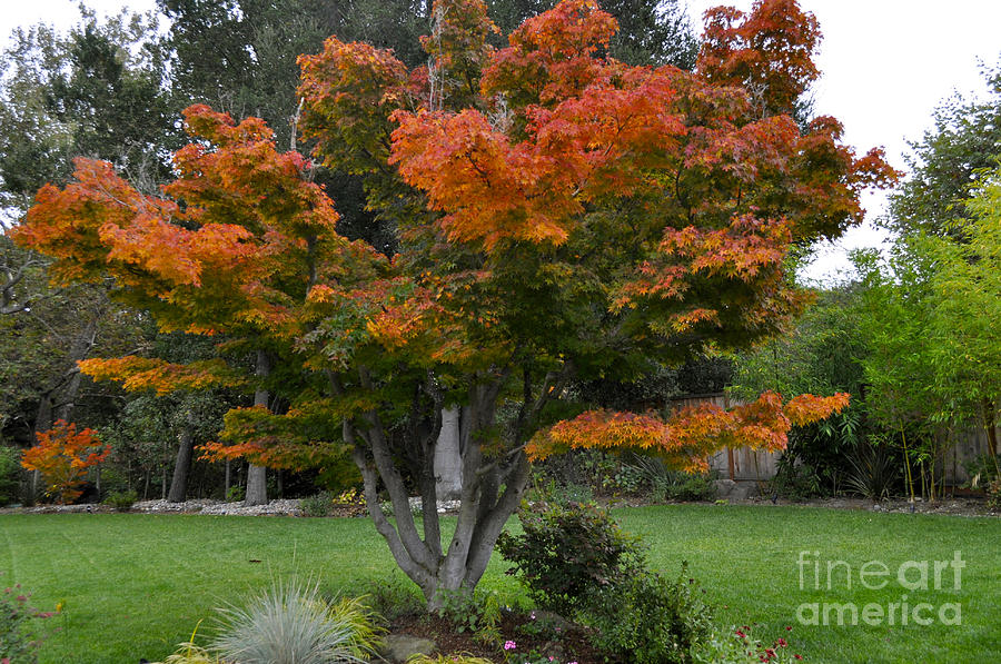 Japanese Maple In The Fall Photograph By Kim Frank - Pixels